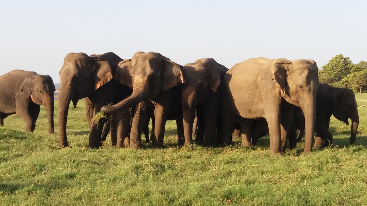 Sigiriya Amenity Home Stay Zewnętrze zdjęcie