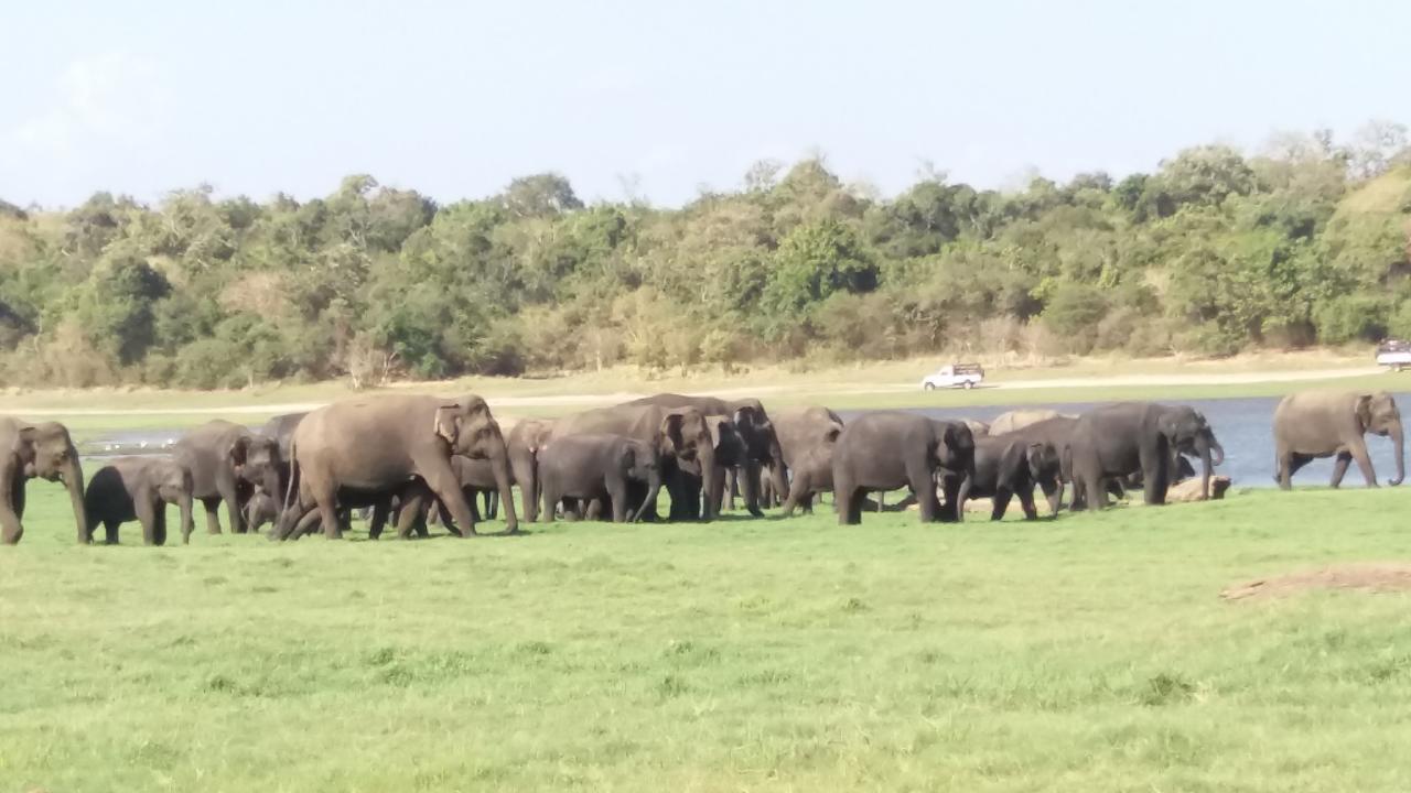 Sigiriya Amenity Home Stay Zewnętrze zdjęcie