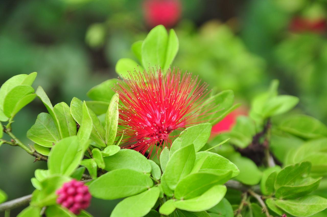 Sigiriya Amenity Home Stay Zewnętrze zdjęcie