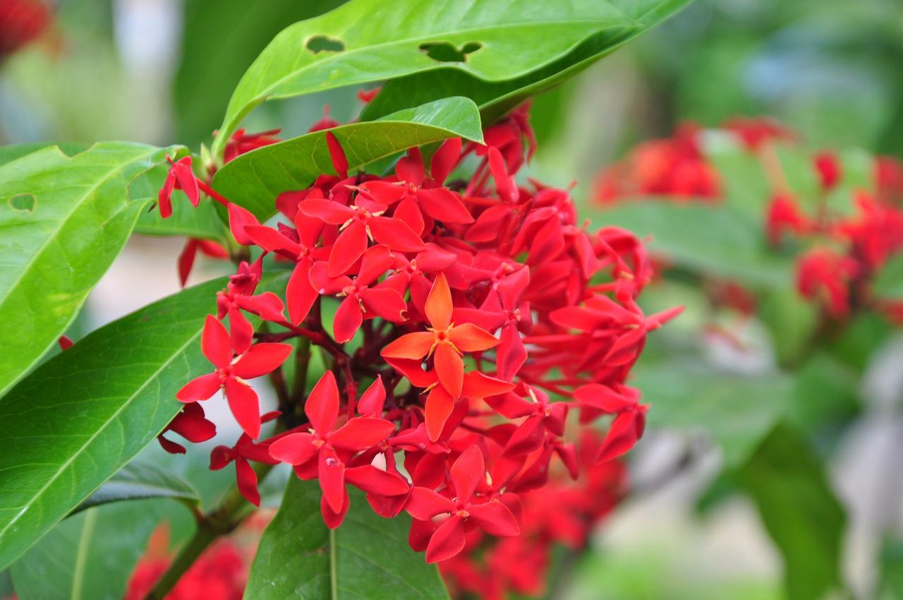 Sigiriya Amenity Home Stay Zewnętrze zdjęcie