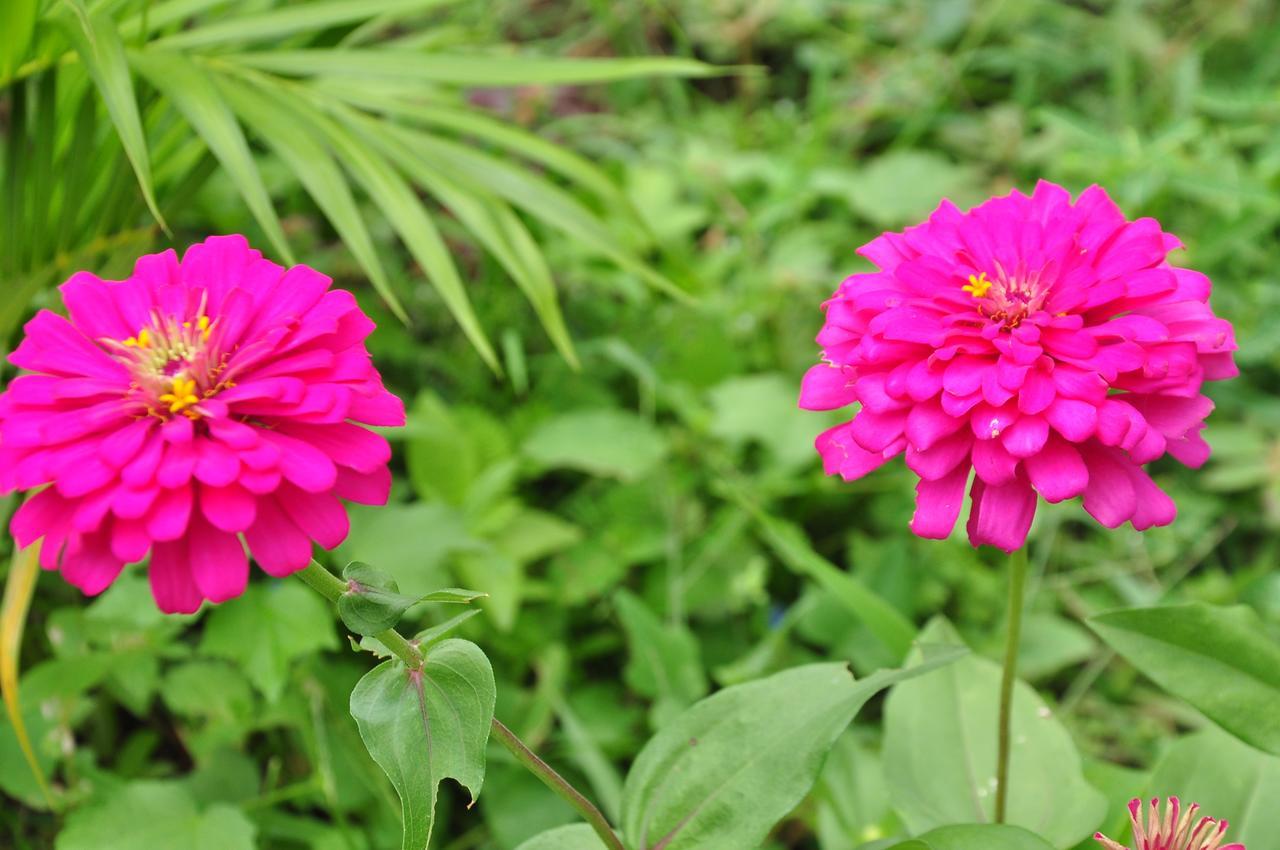 Sigiriya Amenity Home Stay Zewnętrze zdjęcie