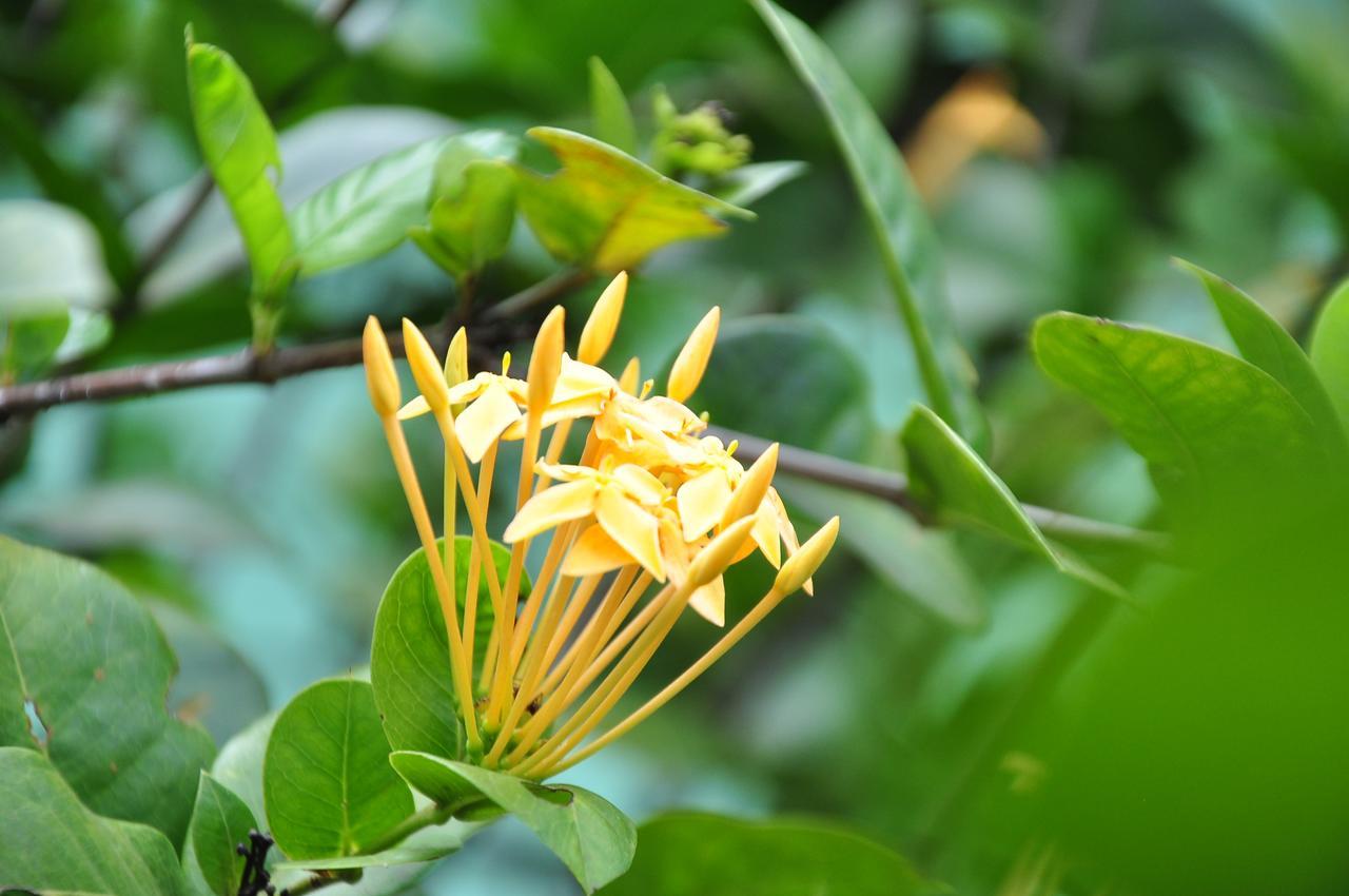Sigiriya Amenity Home Stay Zewnętrze zdjęcie